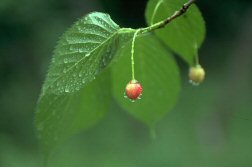 �Q�O�O�V���������L���O�j�̎q