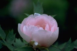 �Q�O�O�V���������L���O���̎q