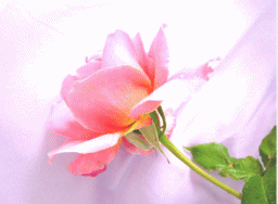 uVg̐肢vR